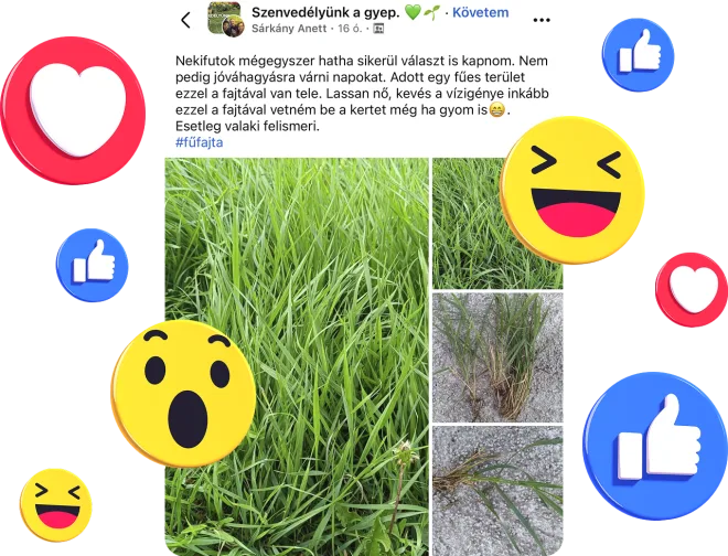Szenvedélyünk a gyep Facebook csoport